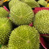 sau-rieng-musangking