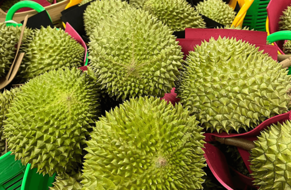 sau-rieng-musangking