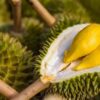 Sầu Riêng Musang King
