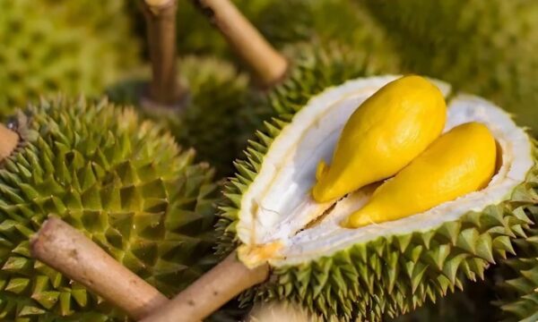 Sầu Riêng Musang King
