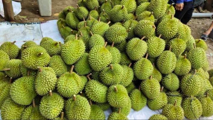 Sầu Riêng Tây Nguyên Thu Hoạch