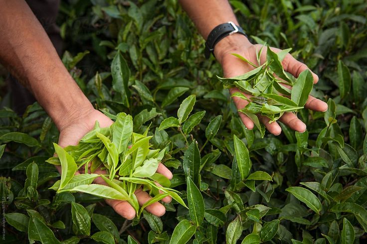 Trà Đặc Sản Việt Nam