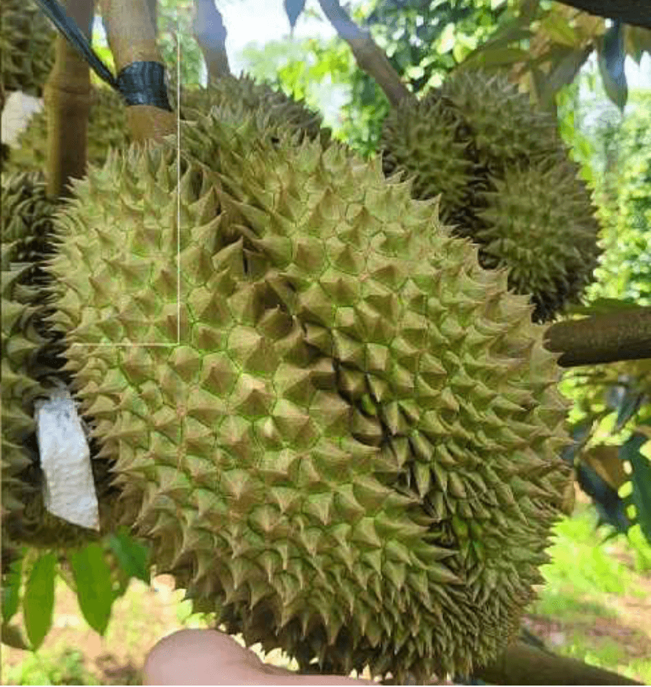 sau-rieng-monthong