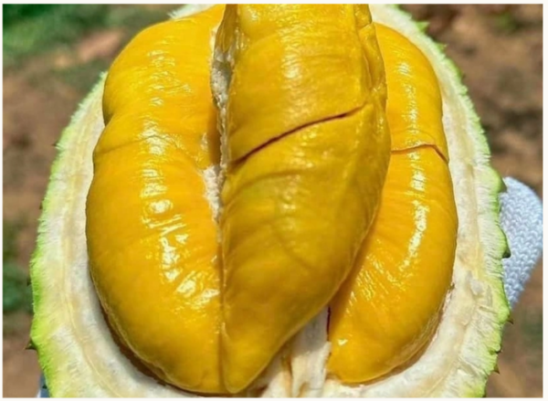 Sầu Riêng Musang King