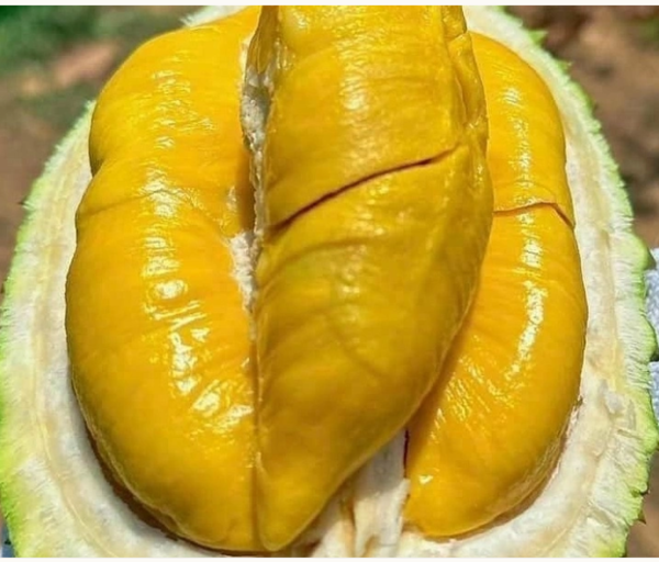 Sầu Riêng Musang King