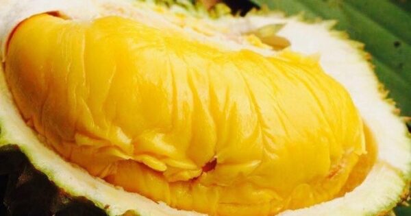 Sầu Riêng Musang King