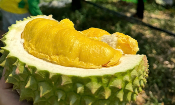 Sầu Riêng Musang King