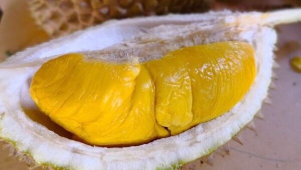 Sầu Riêng Musang King