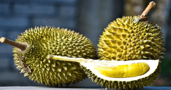 Musang King