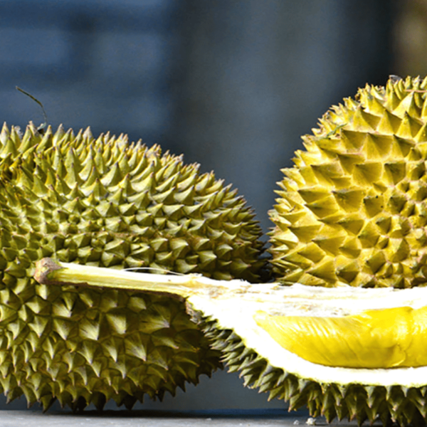 Musang King