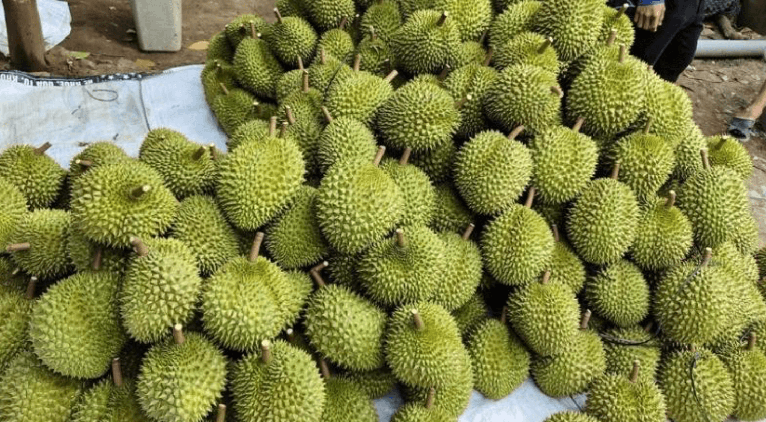 Sầu Riêng - Đặc Sản Việt Nam