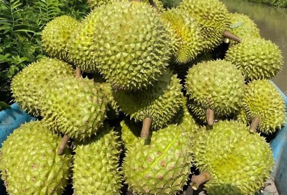 Sầu Riêng 