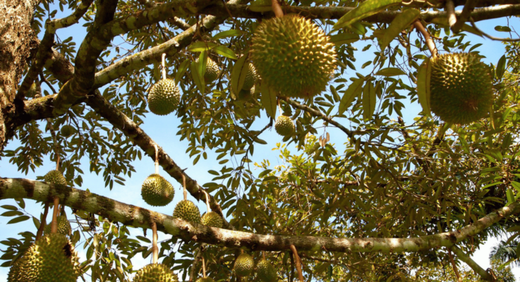 SẦU RIÊNG MIỀN TÂY