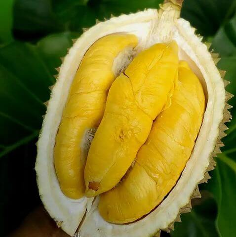 Hương Vị Sầu Riêng Thái