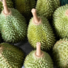 sau-rieng-musang-king