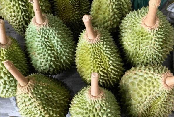 sau-rieng-musang-king