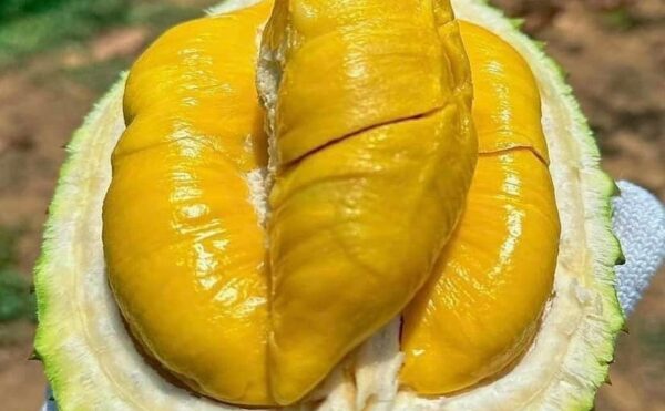 Sầu Riêng Musang King