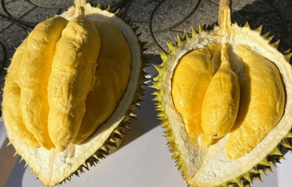 sau-rieng-musang-king-dac-san-qua-tang-phuc-an
