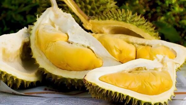Sầu Riêng Musang King