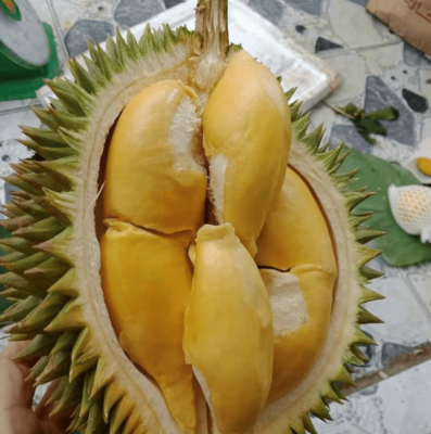 Sầu Riêng Sáu Hữu