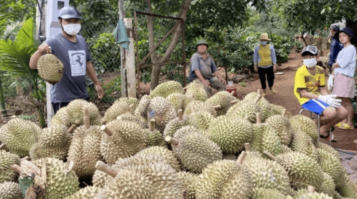 VỰA SẦU RIÊNG TÂY NGUYÊN 