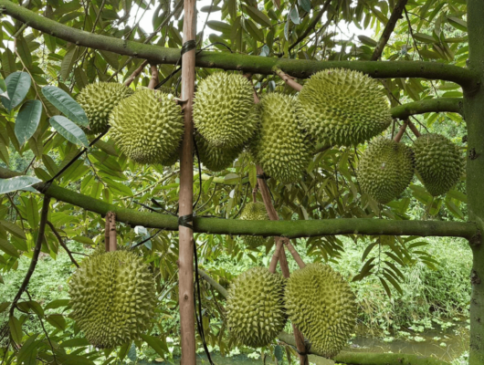 VƯỜN SẦU RIÊNG CÁI MƠN - BẾN TRE