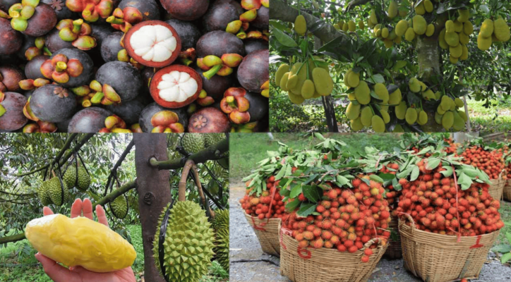 VƯỜN SẦU RIÊNG CÙ LAO TÂN QUY - TRÀ VINH