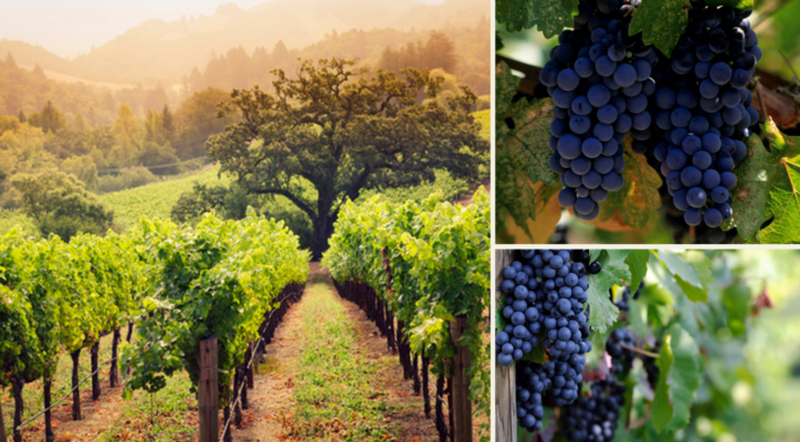 Napa Valley, Hoa Kỳ