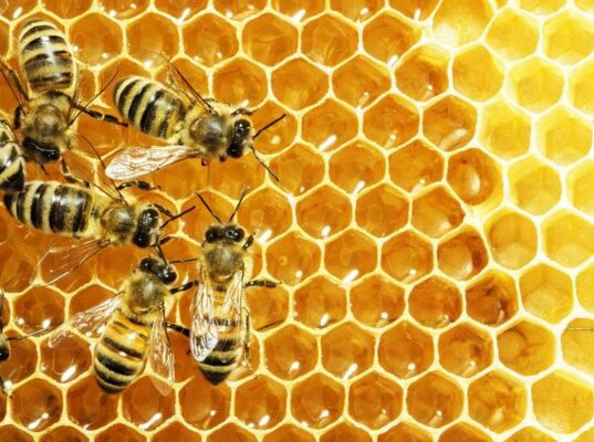 Tác dụng của mật ong đối với phụ nữ mang thai