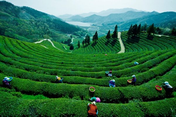 Cánh Đồng Trà Mênh Mông