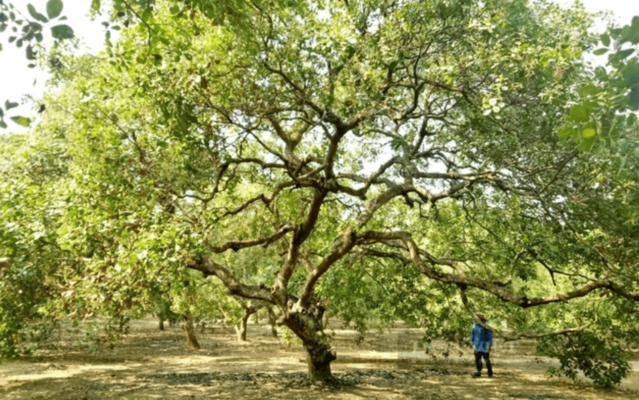 Cây Hạt Điều
