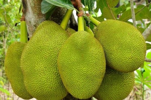 Mít Sấy Giòn
