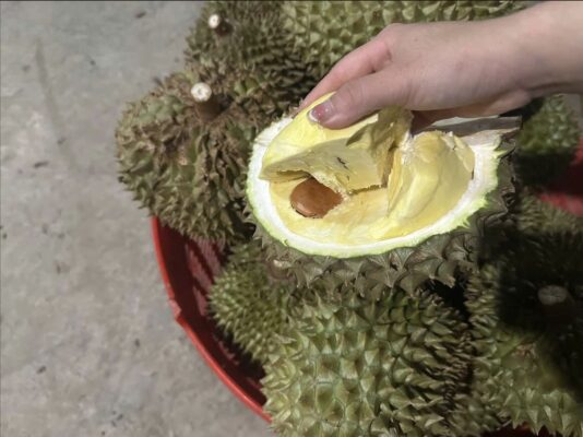 Bên Trong Của Sầu Riêng Monthong