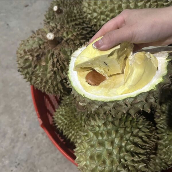 Bên Trong Của Sầu Riêng Monthong