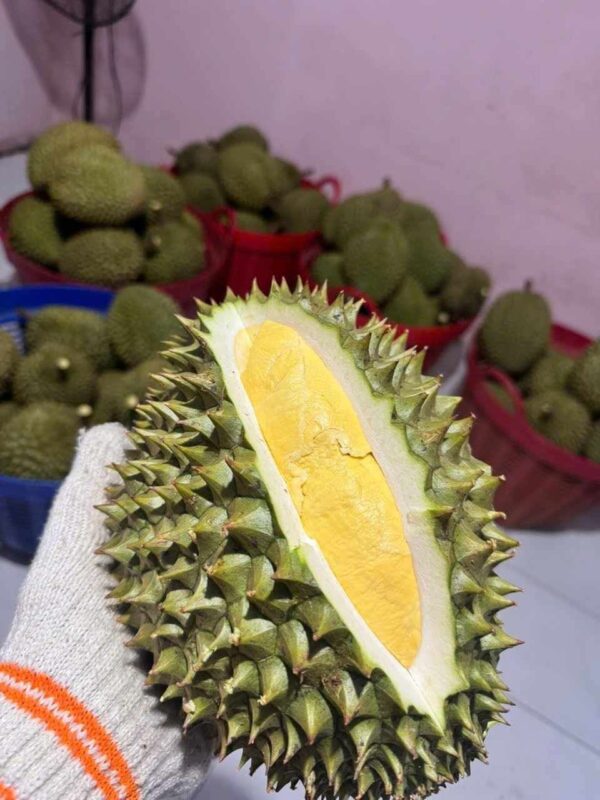 Sầu Riêng Béo Ngậy