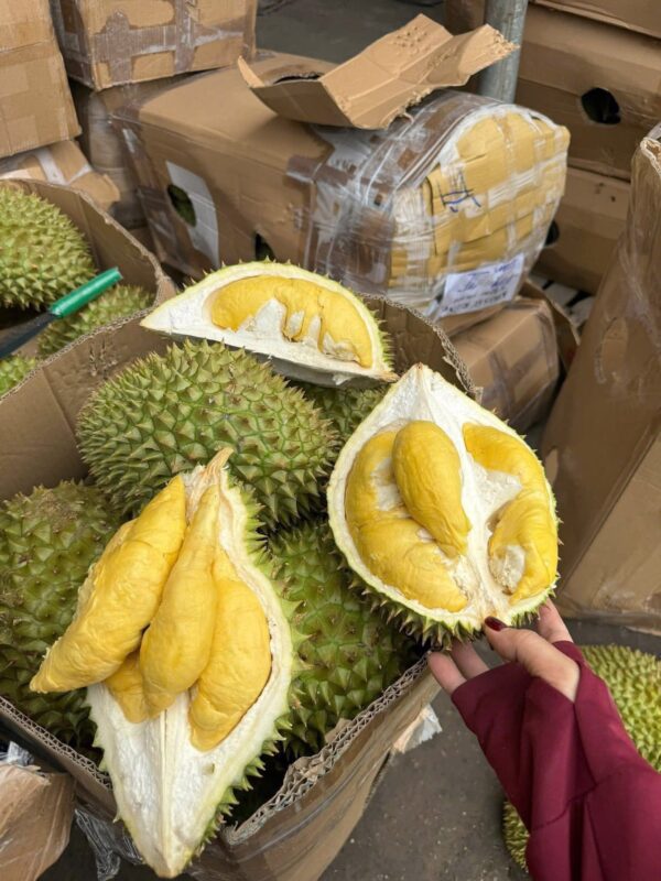 Sầu Riêng Ri6 -Việt Nam