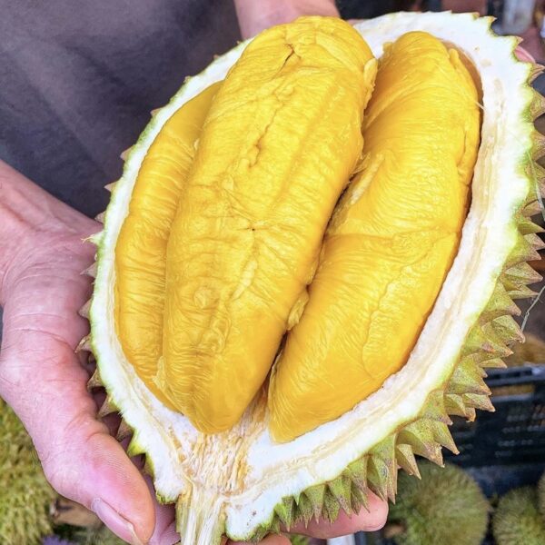 Sầu Riêng Musang King