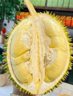 sầu riêng chuồng bò