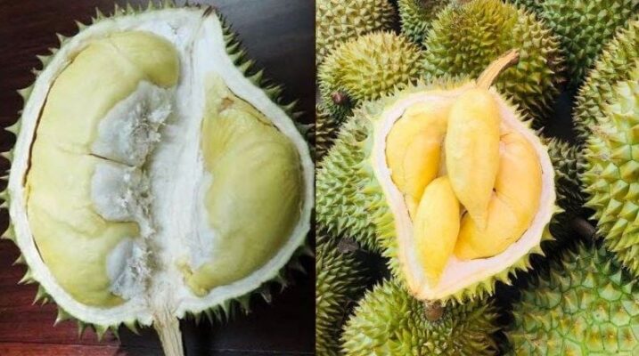Đặc điểm nổi bật của sầu riêng Chuồng bò