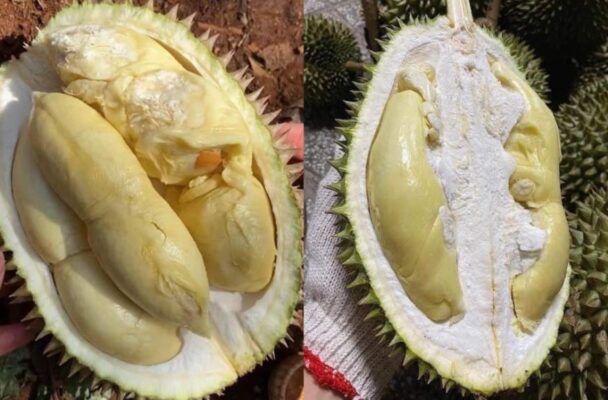 Cách chọn sầu riêng Chuồng Bò ngon