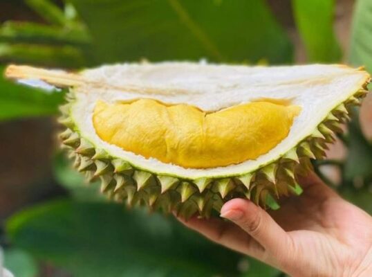 Mùa vụ sầu riêng Cái Mơn