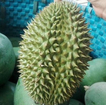 Đặc điểm của sầu riêng khổ qua xanh