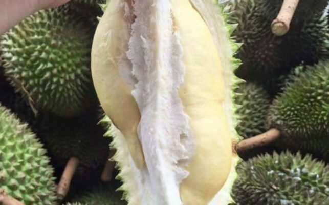 Sầu Riêng khổ qua xanh