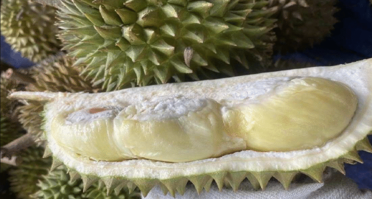 Tại sao Sầu Riêng khổ qua xanh lại trở nên đặc biệt?