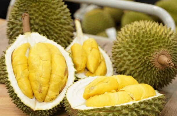 Sầu Riêng khổ qua vàng có gì đặc biệt?