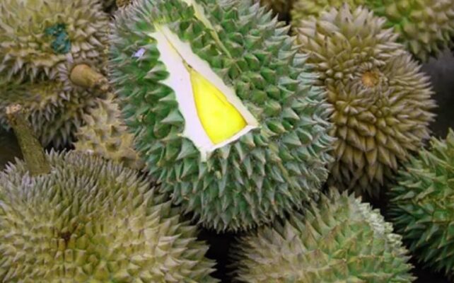 Tại sao Sầu Riêng khổ qua vàng lại được yêu thích?