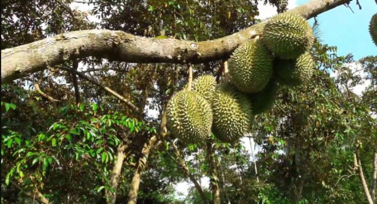 Sầu Riêng khổ qua vàng có gì đặc biệt? Cách nhận biết