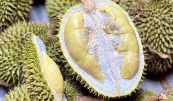 Hương vị của sầu riêng sữa