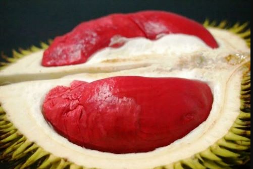 Hương vị của loại quả sầu riêng hiếm này
