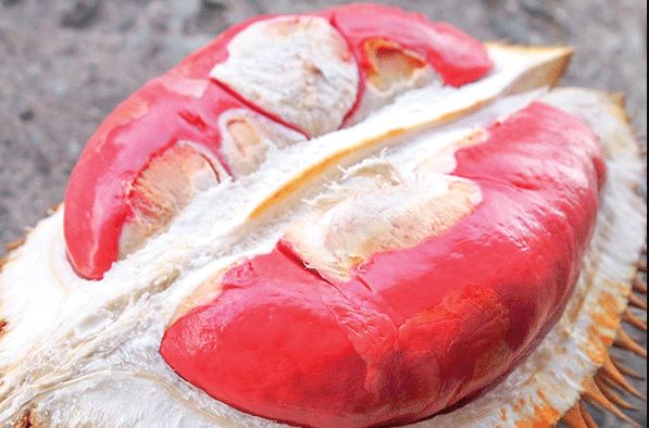 Sầu Riêng ruột đỏ